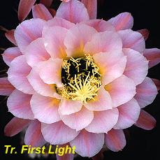 Tr. First Light.4.1.jpg 